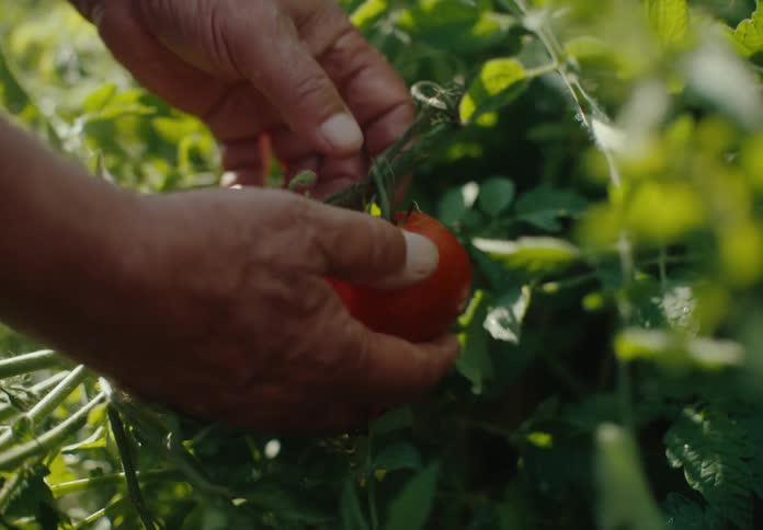 Gardener picks a ripe tomato while in the garden during the daytime