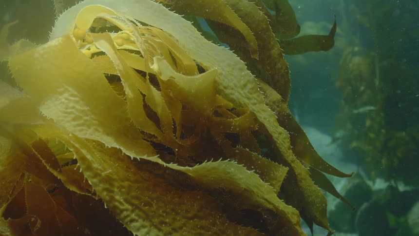 Close up of an aquatic plant on the ocean floor
