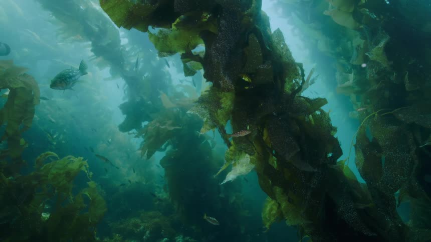 Fishes on the ocean swimming underwater between algae and vegetation outdoors during day time
