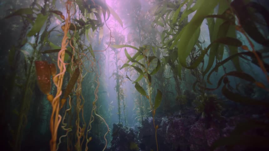 Natural landscape inside ocean water with tall aquatic plants