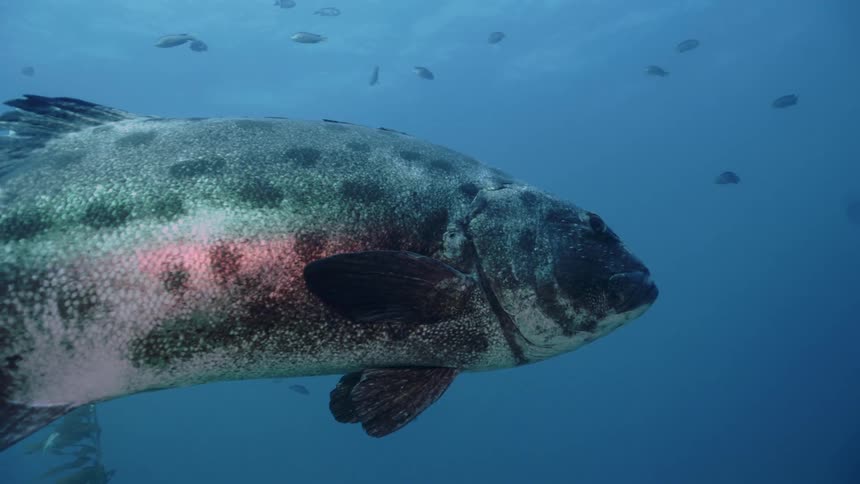 A large gray giant sea bass swims through clear blue water