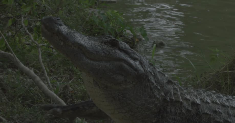 An alligator climbs on land