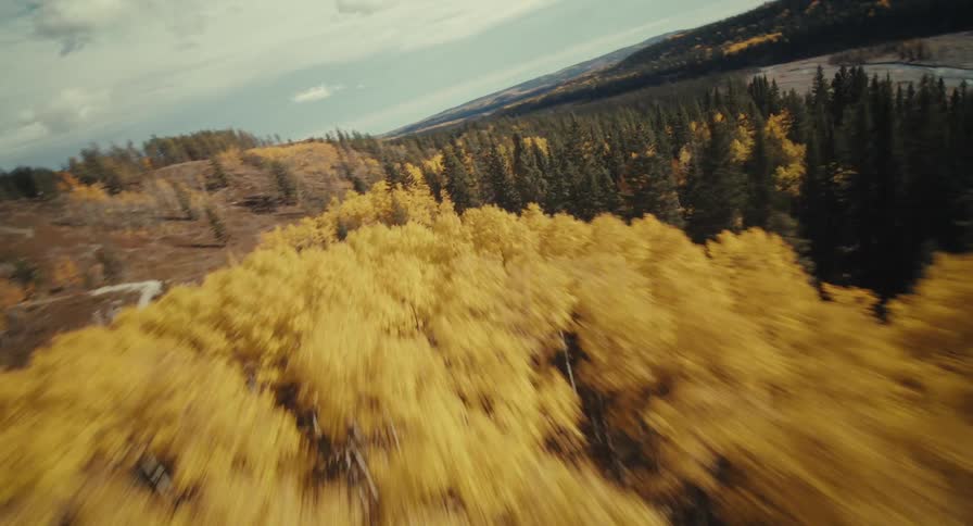 Leaves are changing color in a forest in the mountains