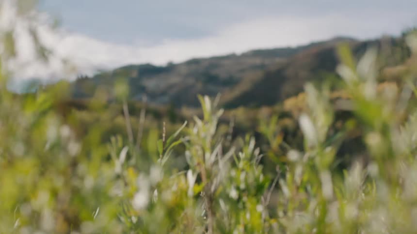 A plant softly blows in the wind with a huge field full of trees behind it