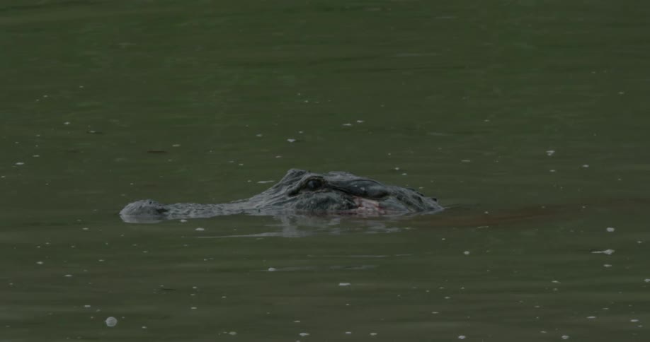Alligator's head seen at the surface of some murky water