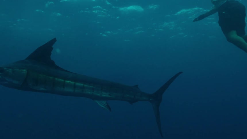 A diver holds the noise of a needlefish and rides it underwater