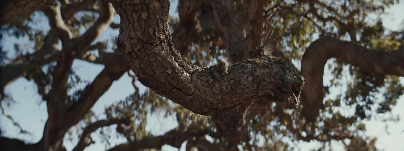 A gnarled tree trunk with rough textured bark curves dramatically in the foreground with out of focus branches and a glimpse of bright sky in the background