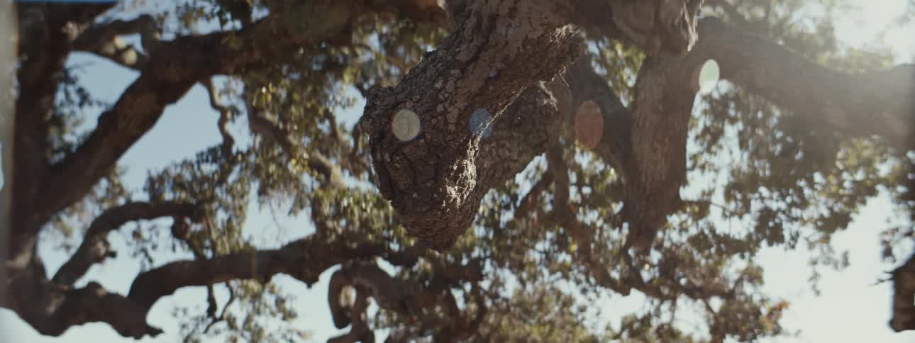 The sun is shining on the large tree