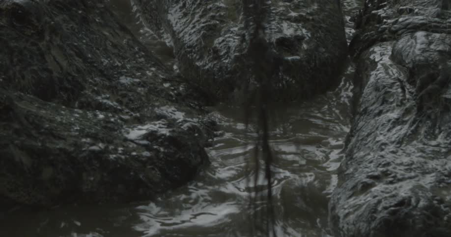 Alligators huddle together in swampy water
