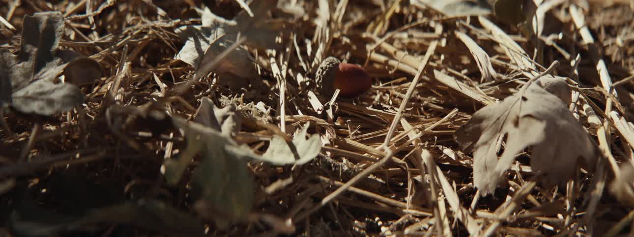 An acorn falls and bounces in the grass
