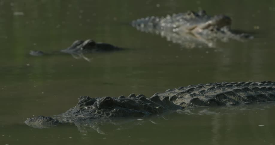 Alligators float in the water on a sunny day