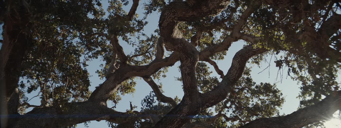 Upward view of trees with green leaves and birds flying