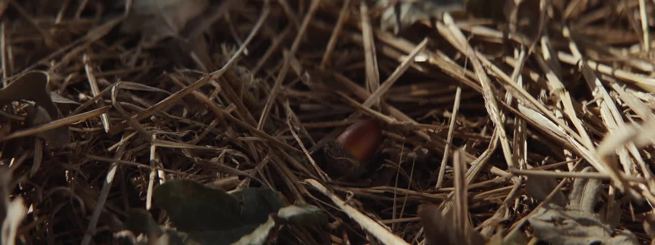 Nut falling on a barn with dry leaves
