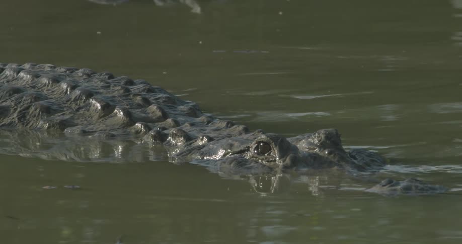 Alligators stalk in swampy water
