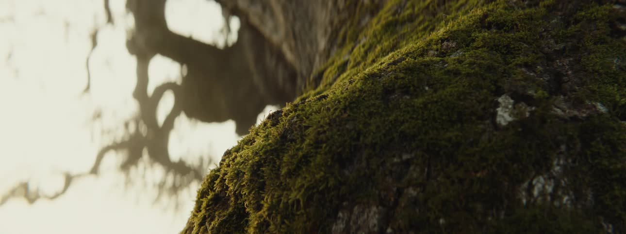Closeup of a tree trunk with greenish moss