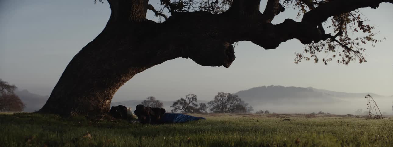 Man sleeping and waking up under a tree in a field
