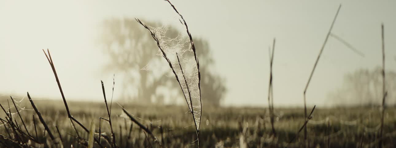 Spider web amidst green plants in a field