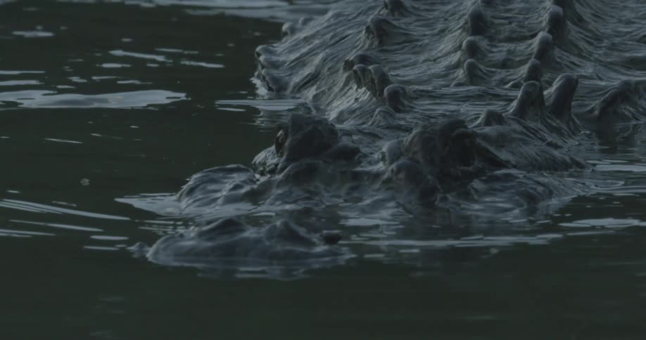 Alligator slinking slowly through the murky water