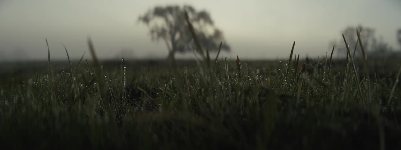 Raindrops among grass in a field