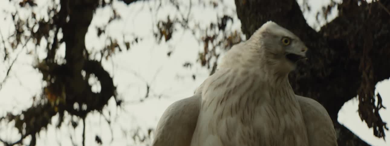 Close up of a white falcon on a tree branch