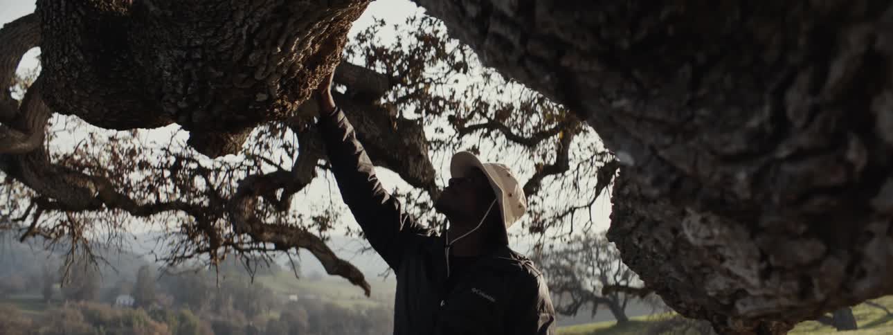 A person wearing a lightcolored hat and dark clothing is reaching up towards the branch of a large gnarled tree in a dimly lit environment