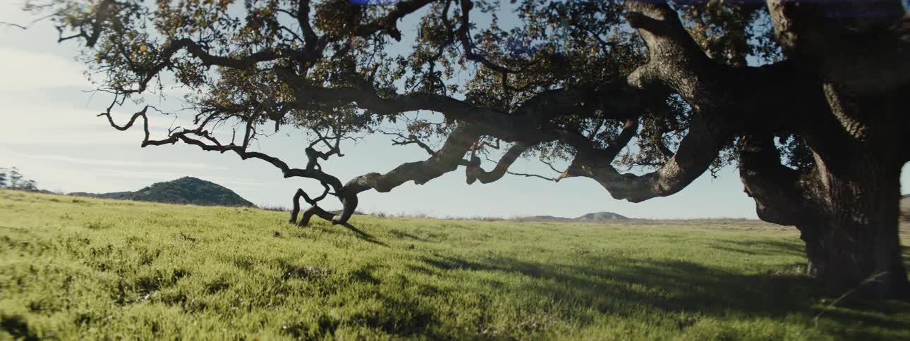 A large gnarled tree with twisting branches dominates the right side of the frame casting a shadow across a sunlit grassy field that stretches to the left where a small hill and a second tree are visible in the distance