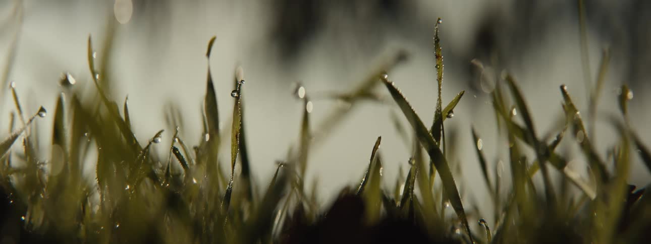 Dew drops glisten on the grass in a closeup