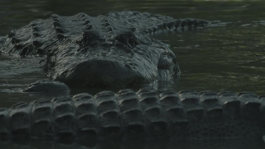 Alligators huddle together in swampy water