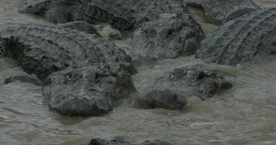 Many alligators in a shallow swamp
