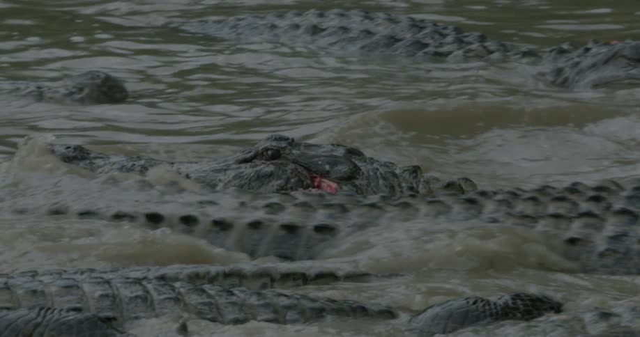Many alligators in a shallow swamp