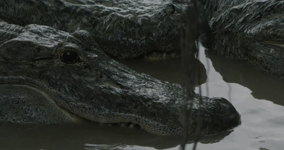 Crocodile sitting in water