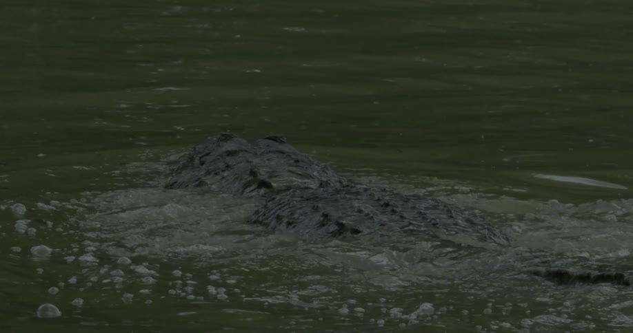 Large crocodile moving through a river