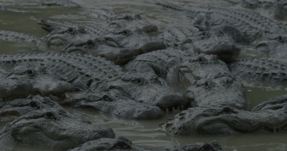 Many alligators in a shallow swamp