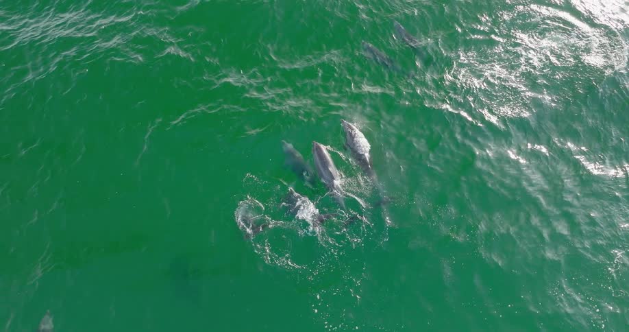 Pod of dolphins swimming together near the surface of a greenish ocean
