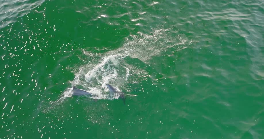 Two dolphins create splashes and white froth as they swim near the surface of clear turquoise water with two more dolphins visible swimming slightly deeper all under bright sunlight