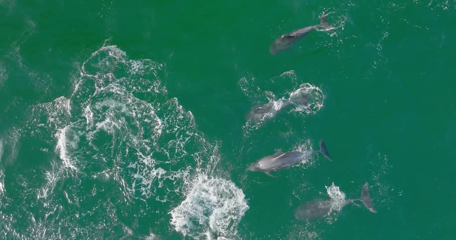 Aerial view of dolphins swimming in a group in the ocean