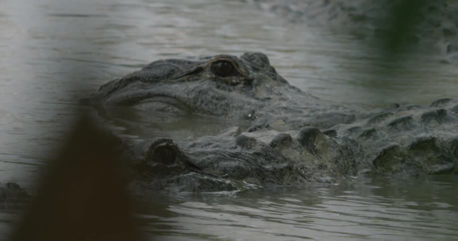 Two alligators congregate together in swampy water