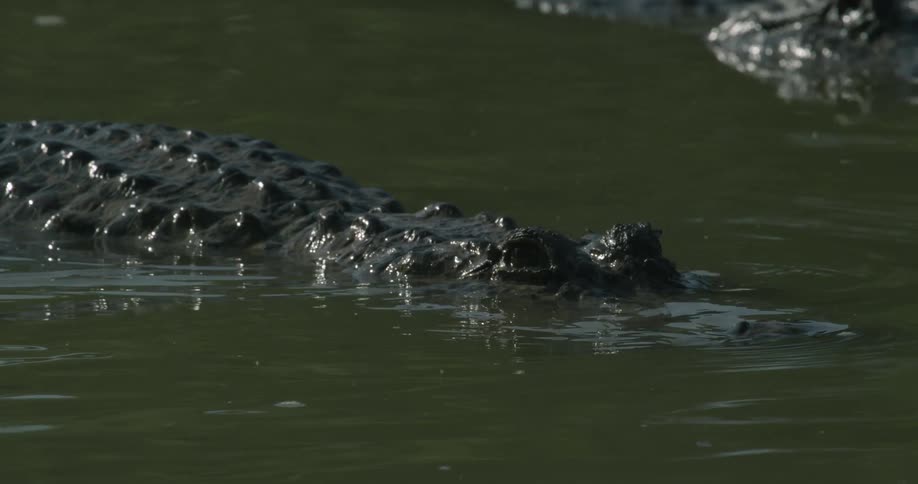 An alligator stalks in the swampy water