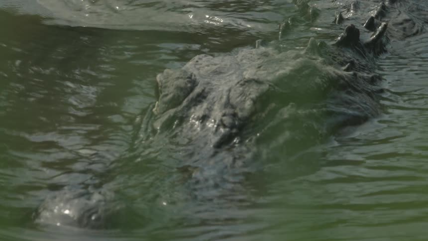 Alligators stalk in swampy water