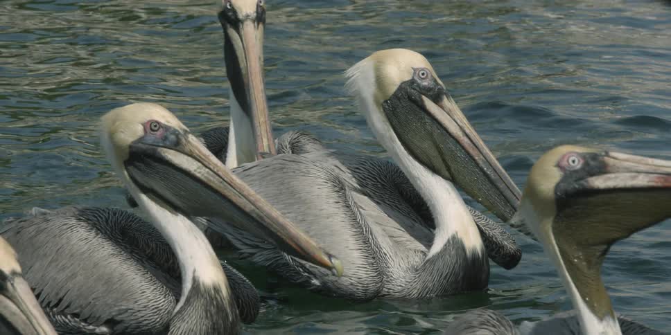 Group of pelicans floating on the water