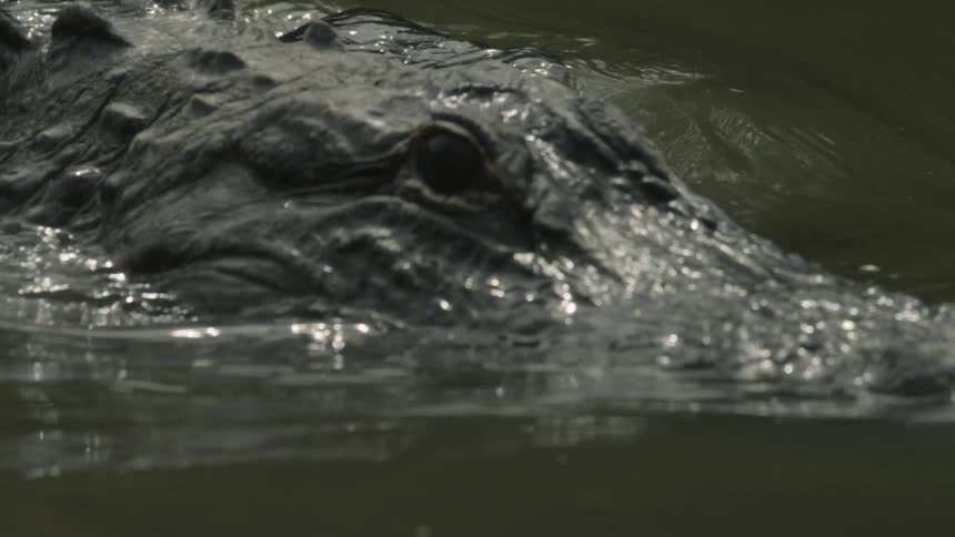An alligator moves in the water causing waves