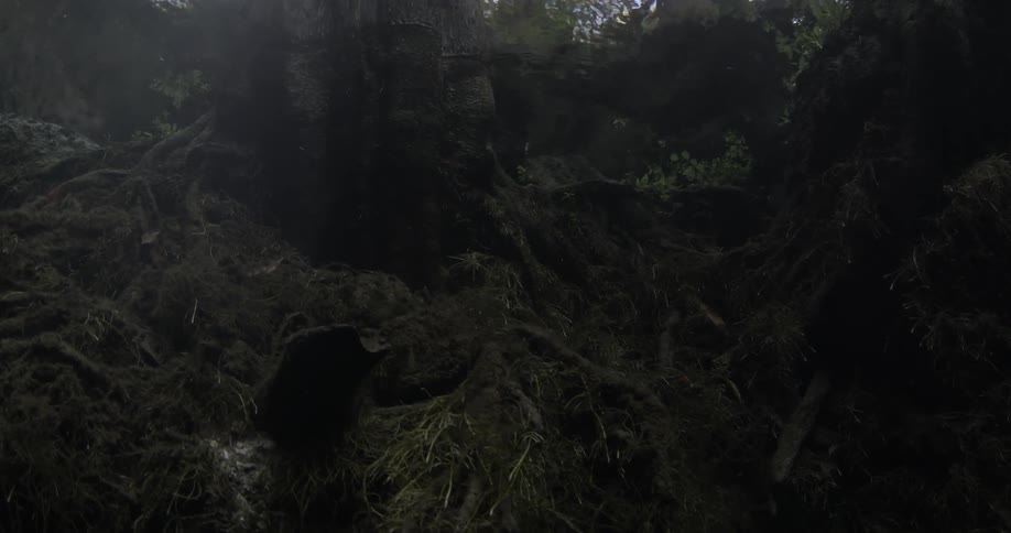 Tree roots and moss growing underwater
