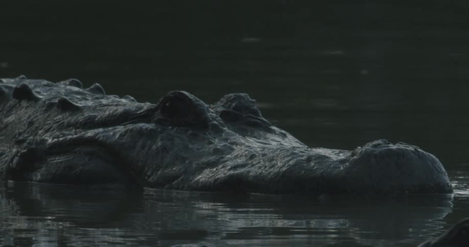 A large crocodile swims in the water