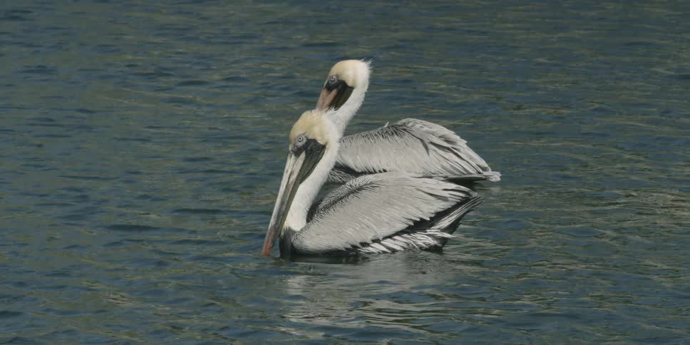 Two pelicans sit atop the flowing water