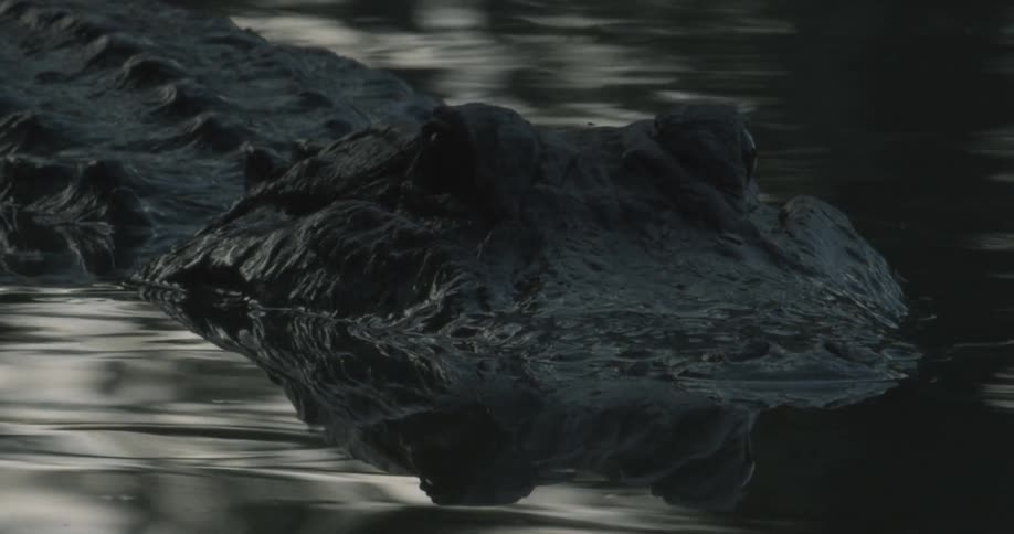 An alligator sitting partially underwater waiting