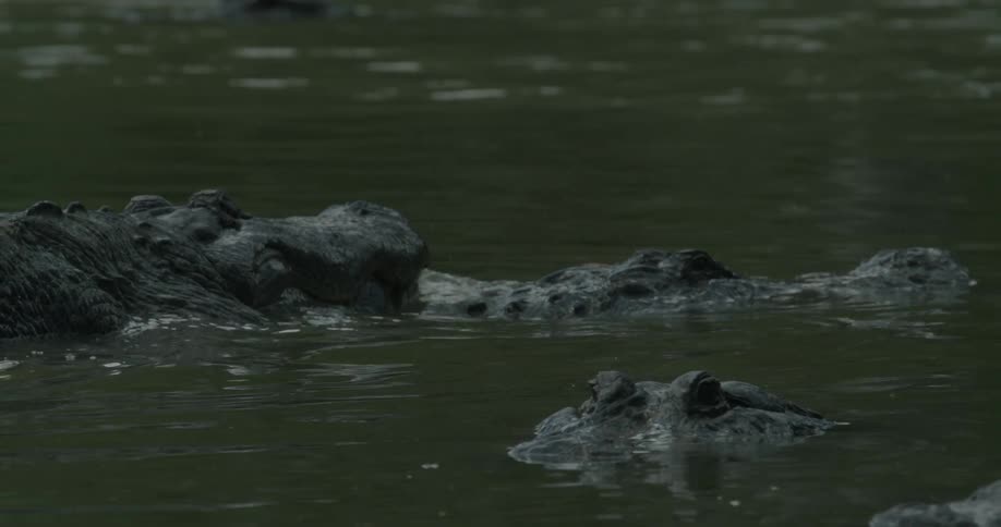 Crocodiles move along the water
