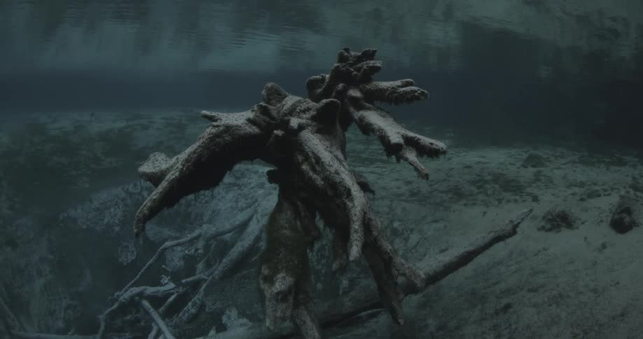 Branches floating underwater