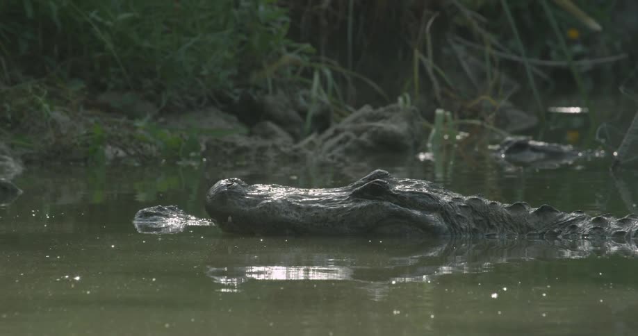 An alligator is resting in the shallow waters near the shore