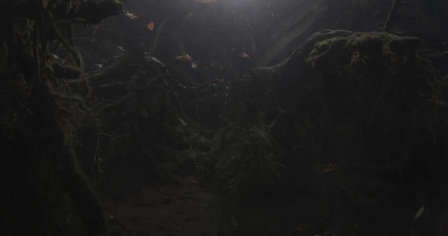 Fish swimming near tree roots