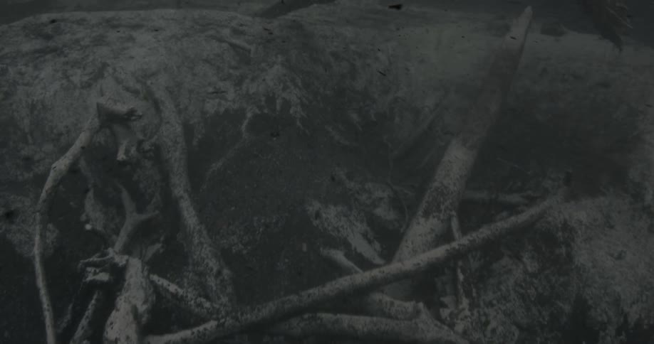 Ashes floating around branches
